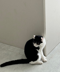 [�ȳ�]è��һ��ͱ���è����ˣ��������2̥����������ʵ��