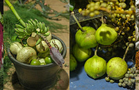 ��������ɽ������ġ�Ұ������ϡ��Ź֣���������