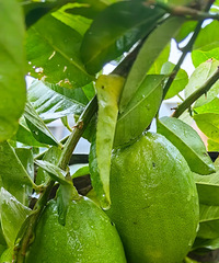 ����������賤�������ִ��ֶ࣬�����м�ʮ��