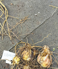 [����]��ĩ�ڼ��ڰٺ�����9��Ʒ�ֲ���޴�ֻ��4������