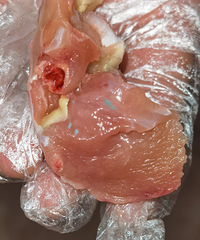 ���ʼ�������Ե���ɫ�������ʣ��ؽ�����������ҩ��ע�������