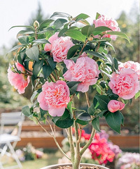 [�Ź�]ֲ�￪�ţ�ʯ����11.8һ�ã�������9.9/��