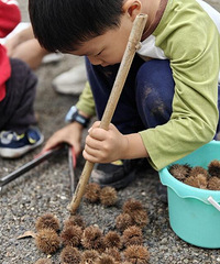 去照母山捡小板栗