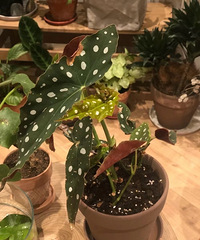 ˭˵�����ﺣ�Ĳ�����������һ��ͳ�����60cm