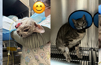 è��һ���ˣ��������2̥������ϲ�������������