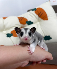 �����۴�����������Ҫ��600Ԫ����æ����ֵ��