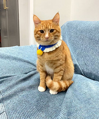 ��10���£�è�����Կ�û�䣬����ֱ��������