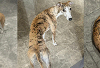 1:1�������Ƶı�������ԭ�Ⱦ��ˣ��յ���Ц����