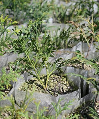 重庆开州建成中国最大的崖柏繁育基地