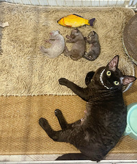 [����]����è����������ĸŮ��è��ɫ����ûī�Ĵ�ӡ��