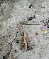 ��Ұ����ң�ԭ������û�ѿ�֮ǰ������