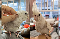 ��ճ�˵İ�����ͭ����С��������һ��ͻ��ϼ��