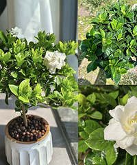 38元的栀子花棒棒糖,到货还有花苞