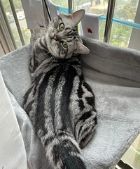 ˵˵��պ�3��С��è���ճ���ʳ