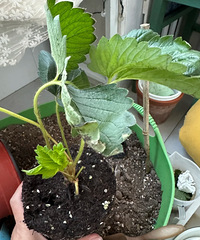 �������Ĳ�ݮ�磬�յ����нǰ߲�