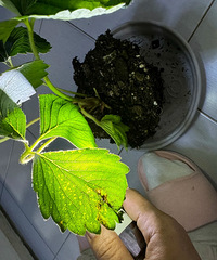 [����]�������Ĳ�ݮ�磬�յ����нǰ߲�����������ҩ��