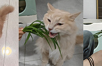 ˭����Ѳݵĺ�������èһ�������˷ܵ�����ʧ��