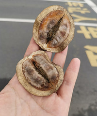 7�����ּ����������ӣ�10�³�������һ����