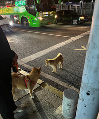 [����]ǧ����·�߹����к�����Ȼ�����ؼҳ��⣬˦��˦����