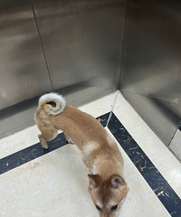 ��С����ţ�����к�����������һؼң�˦������