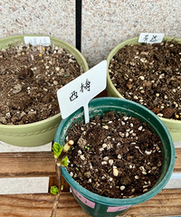 ���������ץ���ﲥ�������ݡ������ѳɹ���ѿ