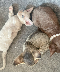 �����µ���Сè���붬������ǵ�è���촩�·���