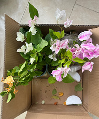 [Ư��]һ������3��Ʒ������÷������20һ�ã�֦�ɴ�׳���л�