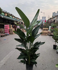 ���п���������150һ�ã�����������ͣ������