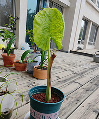 �����ֵ��������ĳ��ÿ�