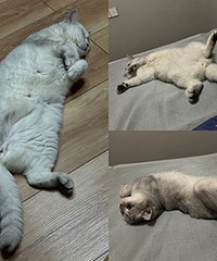 è�ر�ϲ������Ƥ˯����ɶ�ӽ�����