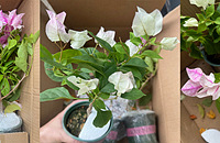 ����3��Ʒ������÷������20һ��֦�ɴ�׳���л�