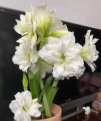 9������춥������10�¾�ȻȺ����