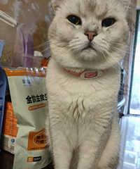 ��ͬ���٤���𣬳�è�ɵ�