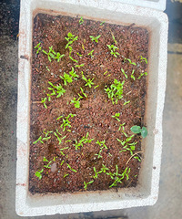 ���Ͷ��ͻ����ջ񣬹��첥�ֵĲ����ѷ�ѿ