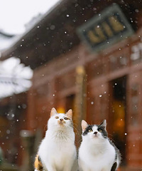 [��ã]�����Ƕ���һ�׷���һ�����������ã��е�ãȻ���е��Ļ�