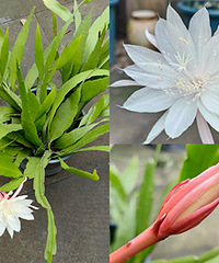 СҶ꼻��������㣬��Ȼ�ڰ��쿪����