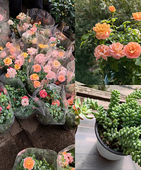 逛花市捡漏,15元买了2盆月季