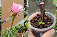 ����������С԰�ӣ�������˶�����ۣ�����ӭ������