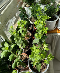 ����������10��Ʒ��С���磬�����ʻ��ϵ����