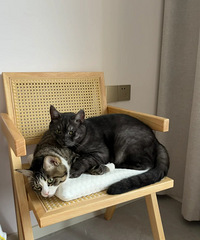 ����2èһ�����һ����ţ�������è������������