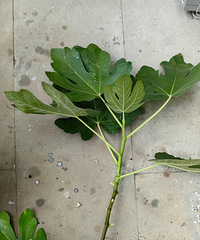 �������޻�����ѹ�ɹ���׼�������µأ�ϣ���ܳɹ�