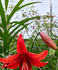 �����޵Ļ�Ƥ��ٺϣ���ͷ���ߵ�ȴʮ��ҫ��