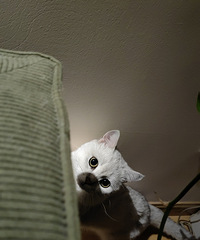 ����èҲ��ô�����ÿ�춼����ʳ���ص���