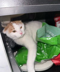 �����ҵ����������ġ����֡��ˣ���Ȼ�ǳ�è�ɵ�