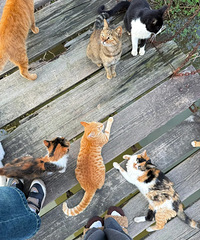 [����]�Ϻ��и���ѵ�èè�������ϼ�ʮֻ��԰è���Ʊ������ڴ�