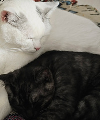 �ŷ���+7ֱ����pidanèɰ����Ȼ���Թ�����