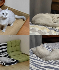 ������è��ʼ�걻���ˣ����ǵ�è������