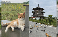 �Ϻ�����и�èè������ѿ��ţ���ʮֻè��ߣ