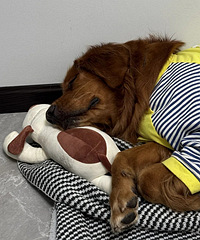 ���������˯�����߻�����