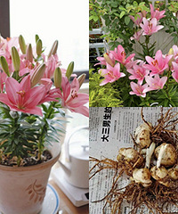 9块钱捡漏5个百合球,惊艳了整个阳台